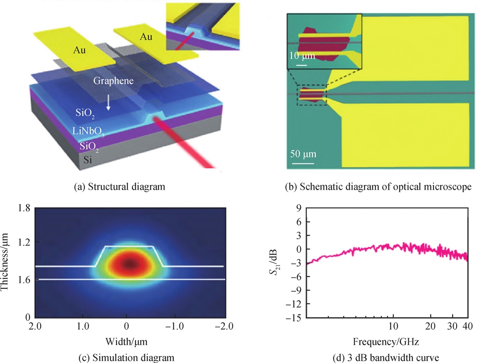 Ｇｒａｐｈｅｎｅ／ＬｉＮｂＯ３ 和 Ｔｅ／ＬｉＮｂＯ３ 波导集成光电探测器图